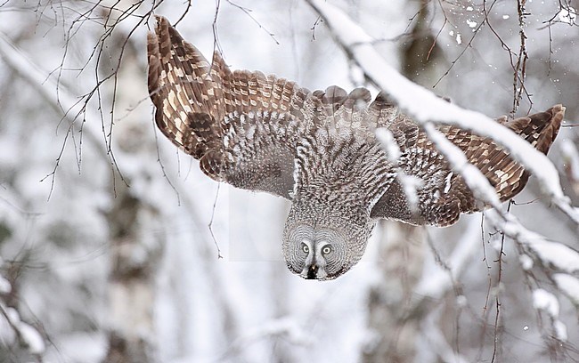 Hunting Great Grey Owl (Strix nebulosa), wintering in a cold taiga forest in northern Finland. stock-image by Agami/Markus Varesvuo,