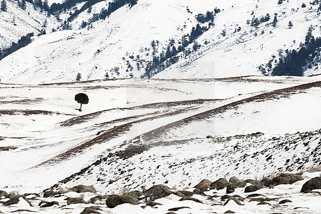 Snowy landscape with solitary tree at Yellowstone National Park stock-image by Agami/Caroline Piek,