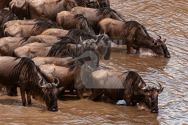 A herd of wildebeests, Connochaetes taurinus, drinking. Masai Mara National Reserve, Kenya. stock-image by Agami/Sergio Pitamitz,
