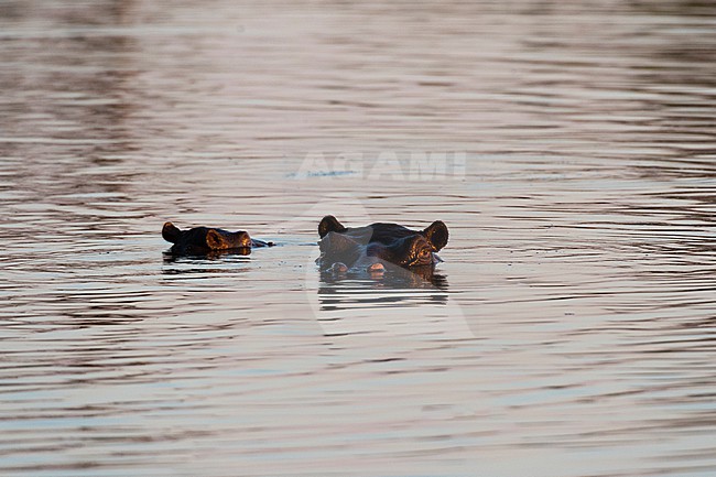 A hippopotamus and her calf, Hippopotamus amphibius, in the water at sunset. Okavango Delta, Botswana. stock-image by Agami/Sergio Pitamitz,