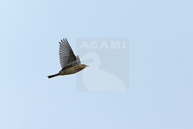 tree pipit (anthus trivialis) in flight, found on Heligoland during autumn migration stock-image by Agami/Mathias Putze,