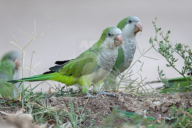 Monk Parakeet (Myiopsitta monachus) at Madrid, Spain.  The Monk Parakeet, originally from South America, is now found in North American and Europe. stock-image by Agami/Tom Friedel,