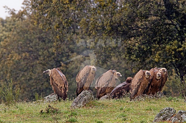 Vale Gieren op de grond; Griffon Vultures on the ground stock-image by Agami/Hans Germeraad,