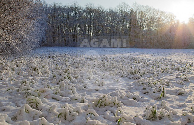 Besneeuwd landschap, Landscape with snow stock-image by Agami/Roy de Haas,