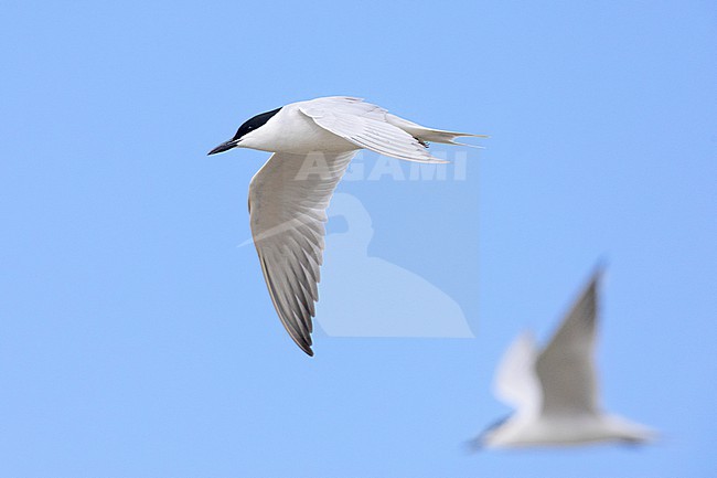 Gull-billed Tern (Gelochelidon nilotica), side view of an adult in flight, Campania, Italy stock-image by Agami/Saverio Gatto,