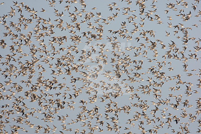 Gathering at a high tide roost; Bij een hvp stock-image by Agami/Arie Ouwerkerk,