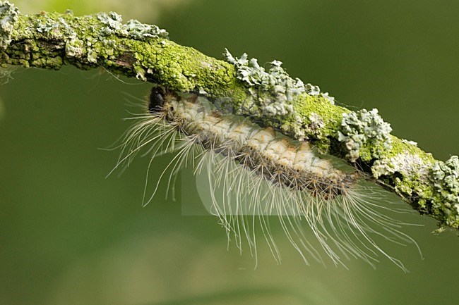 Eikenprocessierupsen,Oak procession caterpillars stock-image by Agami/Han Bouwmeester,