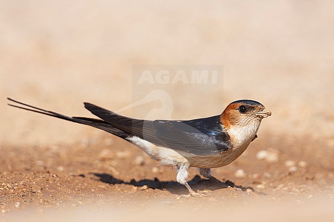 Western Red-rumped Swallow (Cecopris rufula), Croatia, adult stock-image by Agami/Ralph Martin,