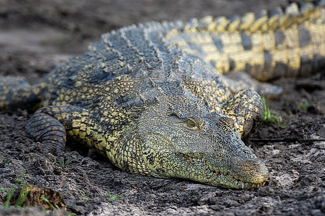 A Nile crocodile, Crocodylus niloticus, on a riverbank in Chobe National Park. Botswana. stock-image by Agami/Sergio Pitamitz,