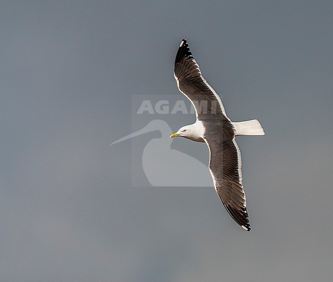 Lesser Black-backed Gull (Larus fuscus) on the Wadden island Texel, Netherlands. Adult in flight. stock-image by Agami/Marc Guyt,