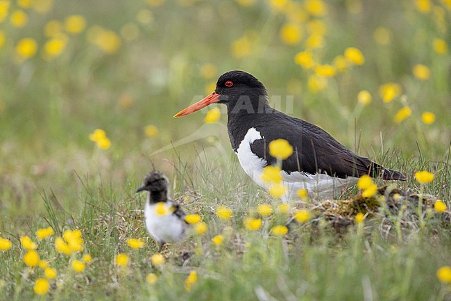 Eurasian Oystercatcher (Haematopus ostralegus), side view of an adult standing on the ground with a chick, Southern Region, Iceland stock-image by Agami/Saverio Gatto,