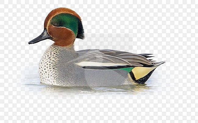 Alzavola; Common Teal; Anas crecca stock-image by Agami/Daniele Occhiato,