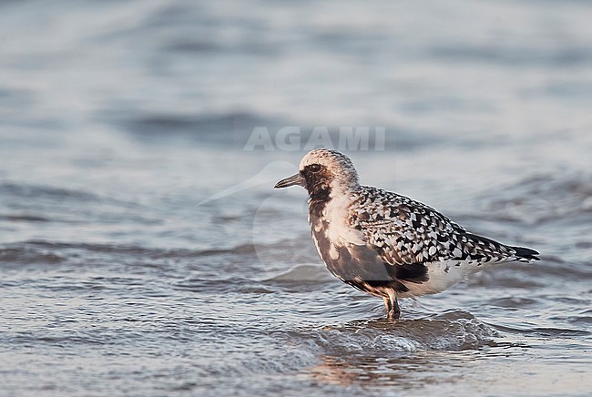 Adult Grey Plover (Pluvialis squatarola) on Happy Island China. stock-image by Agami/Markus Varesvuo,