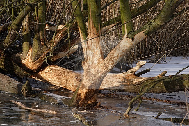 Bever sporen, Beaver tracks stock-image by Agami/Karel Mauer,