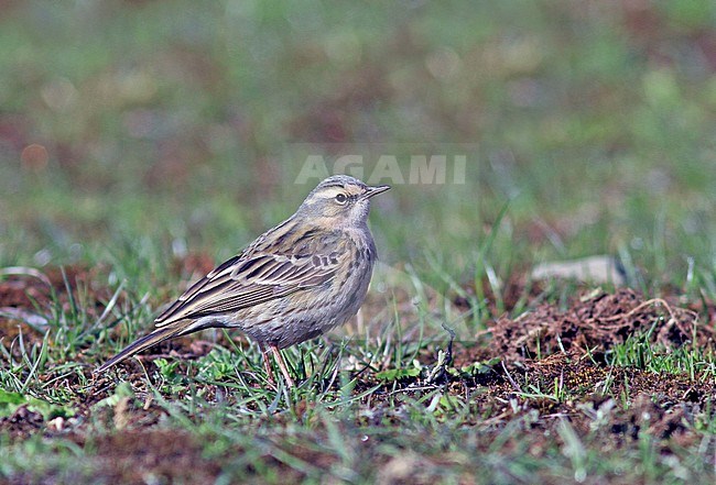 Rosy pipit (Anthus roseatus) stock-image by Agami/Pete Morris,