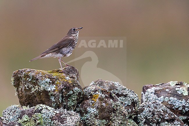 Grijswangdwerglijster, Grey-cheeked Thrush; Catharus minimus stock-image by Agami/Daniele Occhiato,