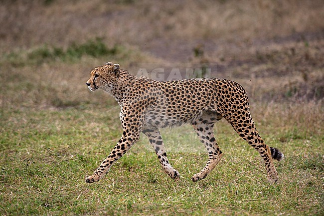 A cheetah, Acynonix jubatus, walking. Ndutu, Ngorongoro Conservation Area, Tanzania. stock-image by Agami/Sergio Pitamitz,