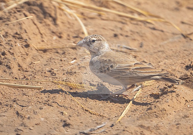 Black-crowned Sparrow (Lark Eremopterix nigriceps) female in central Oman stock-image by Agami/Eduard Sangster,