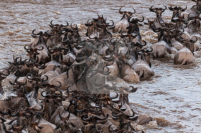 A herd of migrating wildebeests, Connochaetes taurinus, crossing the Mara River. Mara River, Masai Mara National Reserve, Kenya. stock-image by Agami/Sergio Pitamitz,