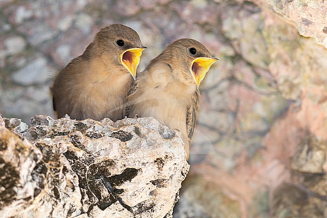 Crag Martin (Ptyonoprogne rupestris), juveniles begging for food, Campania, Italy stock-image by Agami/Saverio Gatto,