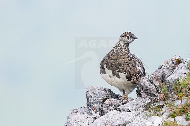 Adult male Alps Rock Ptarmigan (Lagopus muta helvetica) in summer plumage in Alp mountains in Germany. stock-image by Agami/Ralph Martin,