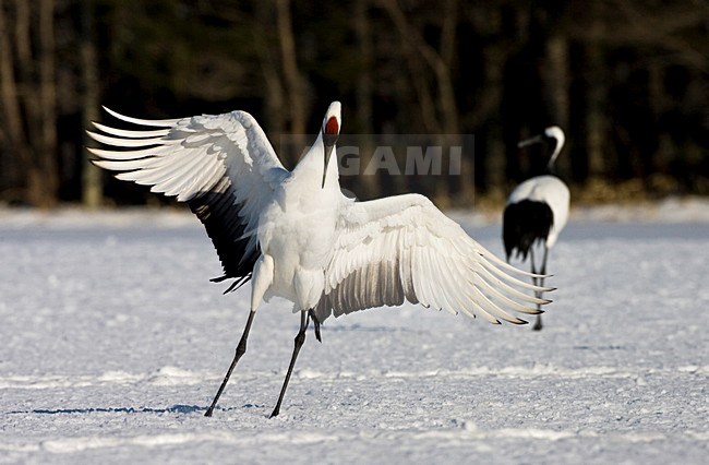 Chinese Kraanvogel baltsend; Red-crowned Crane adult dancing stock-image by Agami/Marc Guyt,