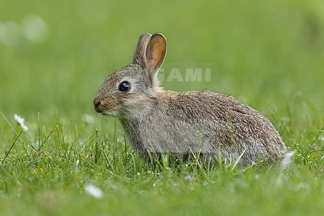 Rabbit (Oryctolagus cuniculus) sittting in the grass in Evere, Brussels, Brabant, Belgium. stock-image by Agami/Vincent Legrand,