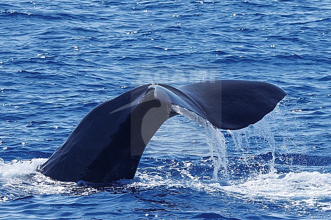 Sperm whale (Physeter macrocephalus) taken the 25/08/2022 at Toulon - Franc.e. stock-image by Agami/Nicolas Bastide,