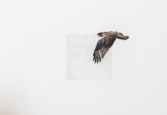 Cape Verde Buzzard (Buteo bannermani) on Cape Verde islands. stock-image by Agami/Yann Muzika,
