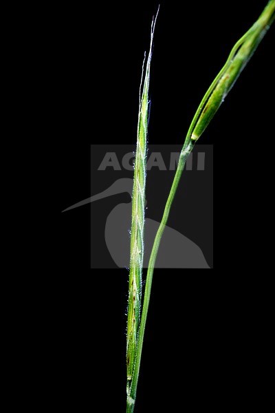False Brome stock-image by Agami/Wil Leurs,