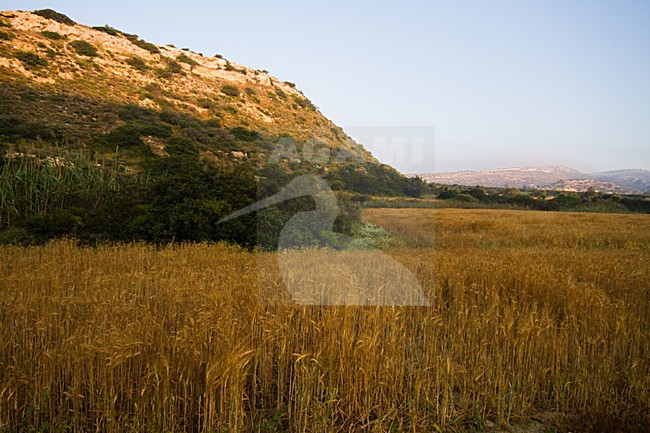 Landschap Limassol, Landscape Limassol stock-image by Agami/Menno van Duijn,