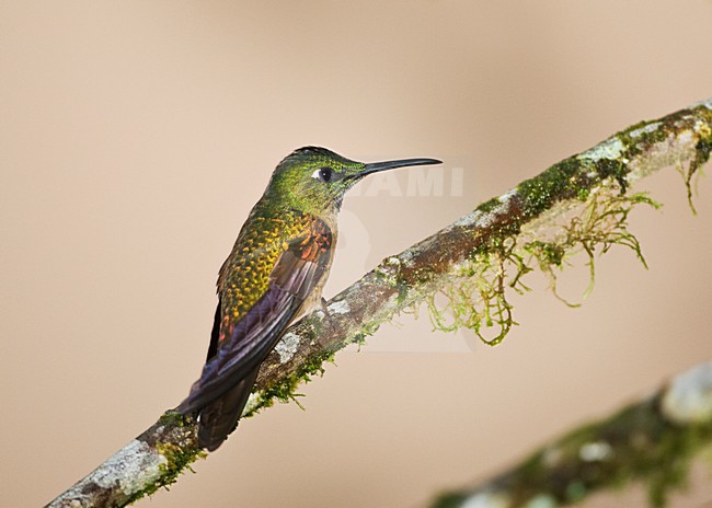 Bruinborstbriljantkilibrie zittend op tak; Fawn-breasted Brilliant percjed on a branch stock-image by Agami/Marc Guyt,