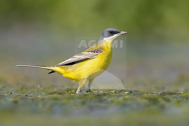 Yellow Wagatil (Motacilla flava cinereocapilla), side view of an adult male standing on the ground, Campania, Italy stock-image by Agami/Saverio Gatto,