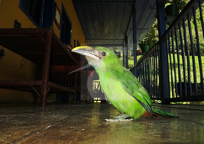 White-throated Toucanet (Aulacorhynchus albivitta) in Colombia. Also known as greyish-throated toucanet. stock-image by Agami/Marc Guyt,