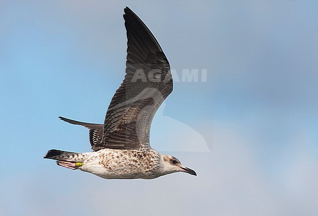 Baltic Gull - Heringsmöwe - Larus fuscus fuscus, Germany, 1 cy stock-image by Agami/Ralph Martin,