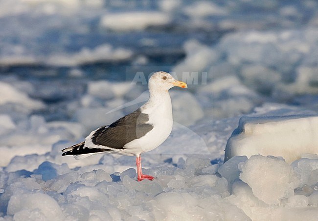 Slaty-backed Gull adult perched on ice; Kamtsjatkameeuw volwassen zittend op het ijs stock-image by Agami/Marc Guyt,