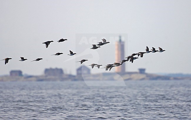 IJseenden in vlucht; Long-tailed Ducks in flight stock-image by Agami/Markus Varesvuo,