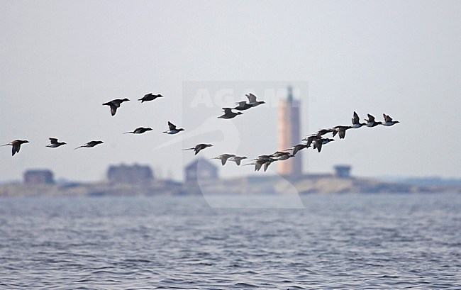 IJseenden in vlucht; Long-tailed Ducks in flight stock-image by Agami/Markus Varesvuo,