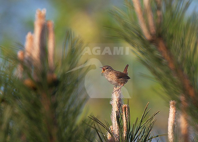 Winter Wren (Troglodytes troglodytes) in the Netherlands. stock-image by Agami/Marc Guyt,