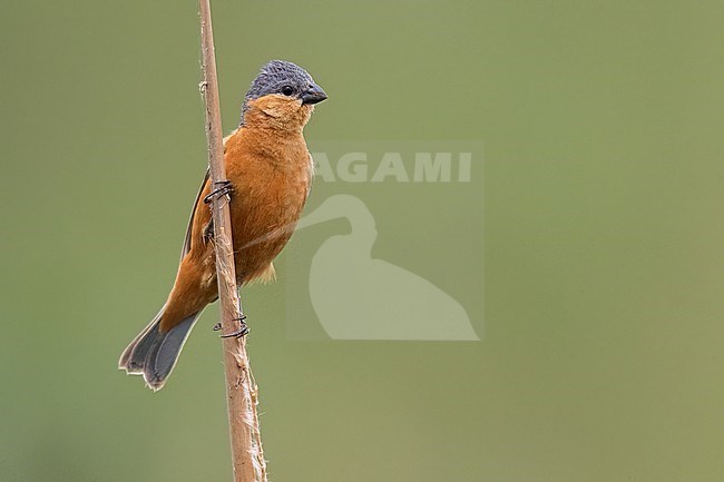 Tawny-bellied Seedeater (Sporophila hypoxantha) Perched in grasslands in Argentina stock-image by Agami/Dubi Shapiro,