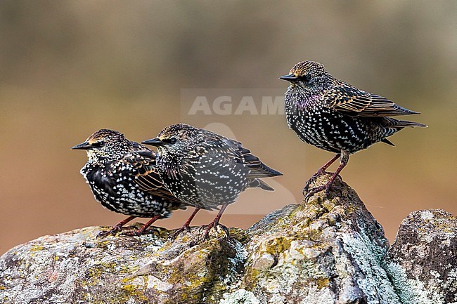 Spreeuw ssp granti; Common Starling ssp granti stock-image by Agami/Daniele Occhiato,