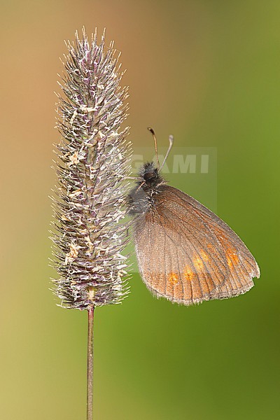 Kleine bergerebia / Lesser Mountain Ringlet (Erebia melampus stock-image by Agami/Wil Leurs,