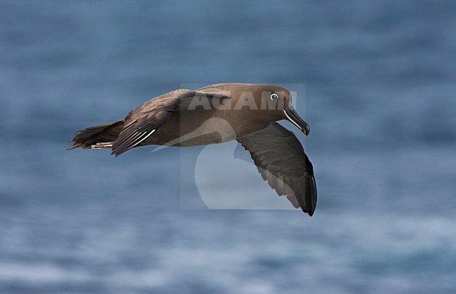 Zwarte Albatros in vlucht; Sooty Albatross in flight stock-image by Agami/Marc Guyt,