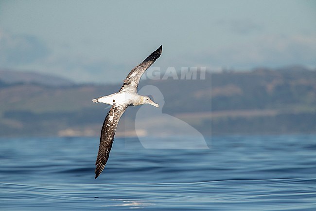 Adult Gibson's Albatross (Diomedea gibsoni) cruising past the ship with New Zealand coast in the background. stock-image by Agami/Marc Guyt,