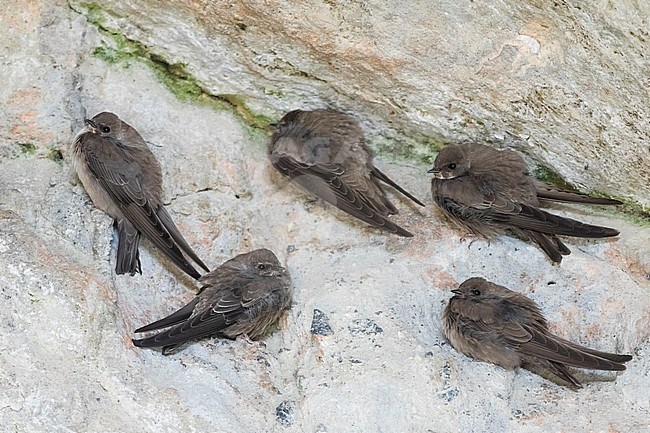 Adult and first-winter Crag Martins (Ptyonoprogne rupestris) resting on a cliff face in Spain. stock-image by Agami/Ralph Martin,