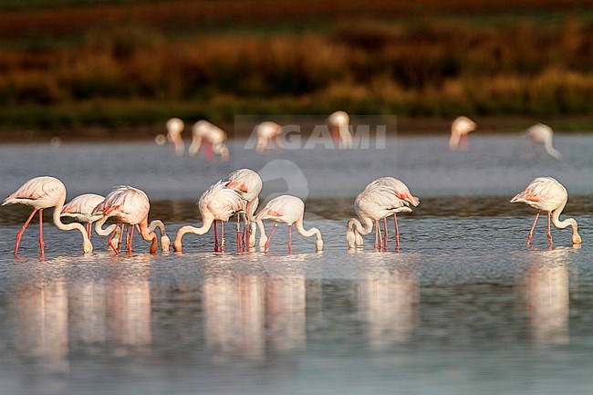 Greater Flamingo, Europese Flamingo, Phoenicopterus roseus stock-image by Agami/Oscar Díez,