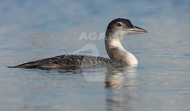 Eerste winter IJsduiker, First winter Common Loon stock-image by Agami/Karel Mauer,