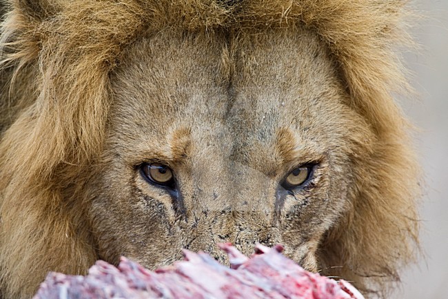 Mannetje Afrikaanse Leeuw etend van prooi; Male African Lion feeding on prey stock-image by Agami/Marc Guyt,