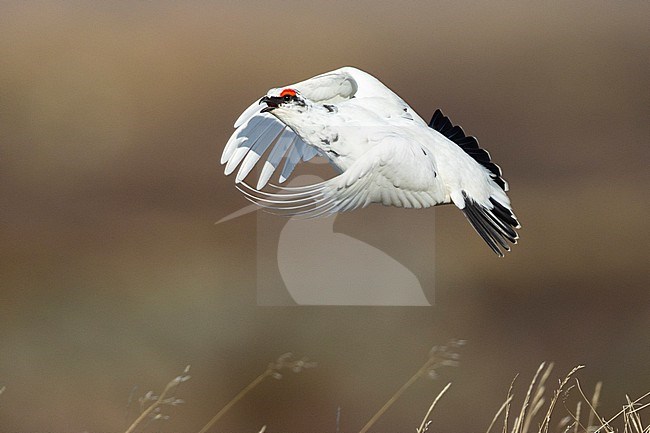 Rock Ptarmigan (Lagopus muta islandorum), side view of an individual in flight, Northeastern Region, Iceland stock-image by Agami/Saverio Gatto,