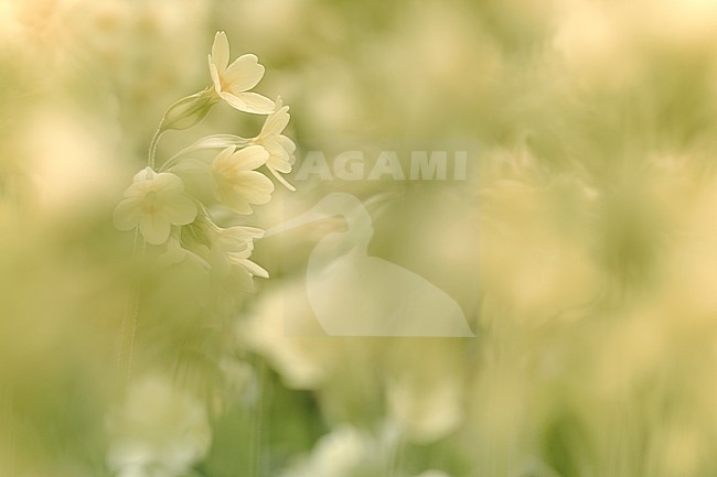 Closeup van bloemen van de Slanke sleutelbloem Zwitserland, Close-up of Oxlip stock-image by Agami/Wil Leurs,